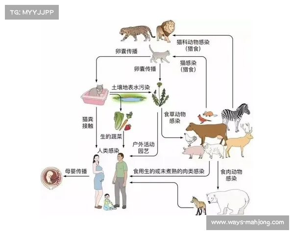 青少年板球运动中脑震荡防护策略与风险管理的科学探讨 青少年板球运动中脑震荡防护策略与风险管理的科学探讨